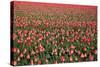 Dutch Tulip Fields in Springtime-picturepartners-Stretched Canvas