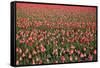 Dutch Tulip Fields in Springtime-picturepartners-Framed Stretched Canvas