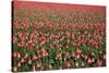 Dutch Tulip Fields in Springtime-picturepartners-Stretched Canvas