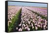 Dutch Tulip Fields in Springtime-picturepartners-Framed Stretched Canvas