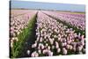 Dutch Tulip Fields in Springtime-picturepartners-Stretched Canvas