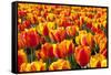 Dutch Tulip Fields in Springtime-picturepartners-Framed Stretched Canvas