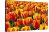 Dutch Tulip Fields in Springtime-picturepartners-Stretched Canvas