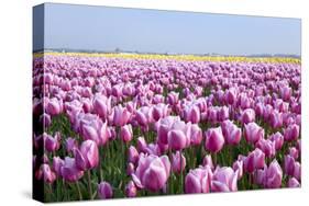 Dutch Tulip Fields in Springtime-picturepartners-Stretched Canvas