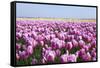 Dutch Tulip Fields in Springtime-picturepartners-Framed Stretched Canvas