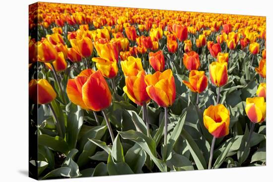 Dutch Tulip Fields in Springtime-picturepartners-Stretched Canvas