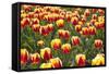 Dutch Tulip Fields in Springtime-picturepartners-Framed Stretched Canvas