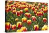 Dutch Tulip Fields in Springtime-picturepartners-Stretched Canvas