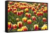 Dutch Tulip Fields in Springtime-picturepartners-Framed Stretched Canvas