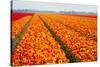 Dutch Tulip Fields in Springtime-picturepartners-Stretched Canvas