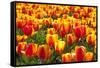 Dutch Tulip Fields in Springtime-picturepartners-Framed Stretched Canvas