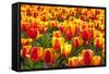 Dutch Tulip Fields in Springtime-picturepartners-Framed Stretched Canvas