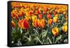 Dutch Tulip Fields in Springtime-picturepartners-Framed Stretched Canvas