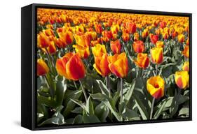 Dutch Tulip Fields in Springtime-picturepartners-Framed Stretched Canvas