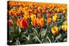 Dutch Tulip Fields in Springtime-picturepartners-Stretched Canvas