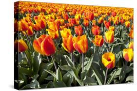 Dutch Tulip Fields in Springtime-picturepartners-Stretched Canvas