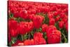 Dutch Tulip Fields in Springtime-picturepartners-Stretched Canvas