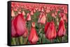 Dutch Tulip Fields in Springtime-picturepartners-Framed Stretched Canvas