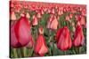 Dutch Tulip Fields in Springtime-picturepartners-Stretched Canvas