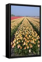 Dutch Tulip Fields in Springtime-picturepartners-Framed Stretched Canvas