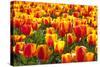 Dutch Tulip Fields in Springtime-picturepartners-Stretched Canvas