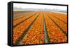 Dutch Tulip Fields in Springtime-picturepartners-Framed Stretched Canvas