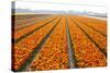 Dutch Tulip Fields in Springtime-picturepartners-Stretched Canvas