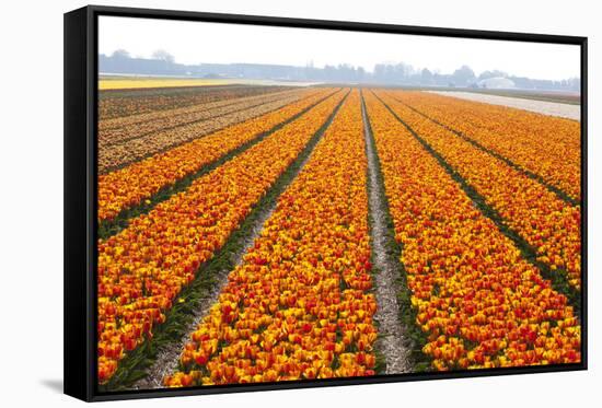 Dutch Tulip Fields in Springtime-picturepartners-Framed Stretched Canvas