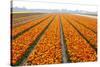 Dutch Tulip Fields in Springtime-picturepartners-Stretched Canvas