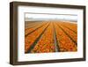 Dutch Tulip Fields in Springtime-picturepartners-Framed Premium Photographic Print