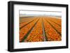 Dutch Tulip Fields in Springtime-picturepartners-Framed Premium Photographic Print