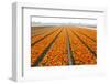 Dutch Tulip Fields in Springtime-picturepartners-Framed Premium Photographic Print