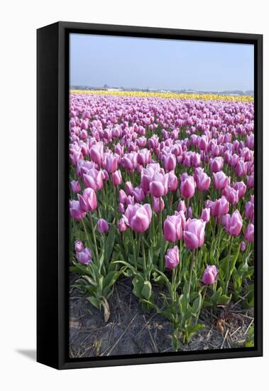 Dutch Tulip Fields in Springtime-picturepartners-Framed Stretched Canvas