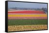 Dutch Tulip Fields in Springtime-picturepartners-Framed Stretched Canvas