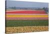 Dutch Tulip Fields in Springtime-picturepartners-Stretched Canvas