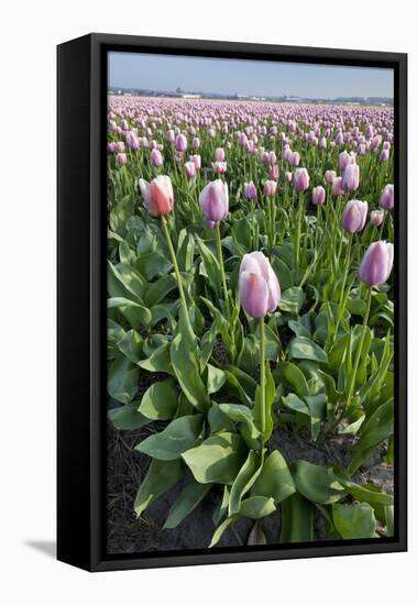 Dutch Tulip Fields in Springtime-picturepartners-Framed Stretched Canvas