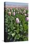 Dutch Tulip Fields in Springtime-picturepartners-Stretched Canvas