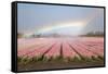 Dutch Tulip Fields in Springtime-picturepartners-Framed Stretched Canvas