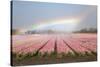 Dutch Tulip Fields in Springtime-picturepartners-Stretched Canvas