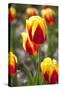 Dutch Tulip Fields in Springtime-picturepartners-Stretched Canvas