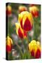 Dutch Tulip Fields in Springtime-picturepartners-Stretched Canvas