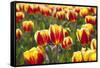 Dutch Tulip Fields in Springtime-picturepartners-Framed Stretched Canvas