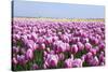 Dutch Tulip Fields in Springtime-picturepartners-Stretched Canvas