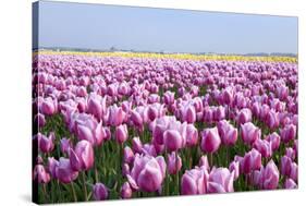 Dutch Tulip Fields in Springtime-picturepartners-Stretched Canvas