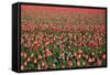 Dutch Tulip Fields in Springtime-picturepartners-Framed Stretched Canvas