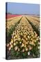 Dutch Tulip Fields in Springtime-picturepartners-Stretched Canvas