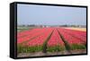 Dutch Tulip Fields in Springtime-picturepartners-Framed Stretched Canvas