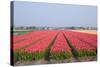 Dutch Tulip Fields in Springtime-picturepartners-Stretched Canvas