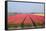 Dutch Tulip Fields in Springtime-picturepartners-Framed Stretched Canvas