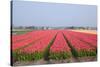 Dutch Tulip Fields in Springtime-picturepartners-Stretched Canvas